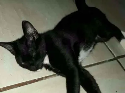 Gato raça Não sei qual raça  idade 1 ano nome Não tem nome 