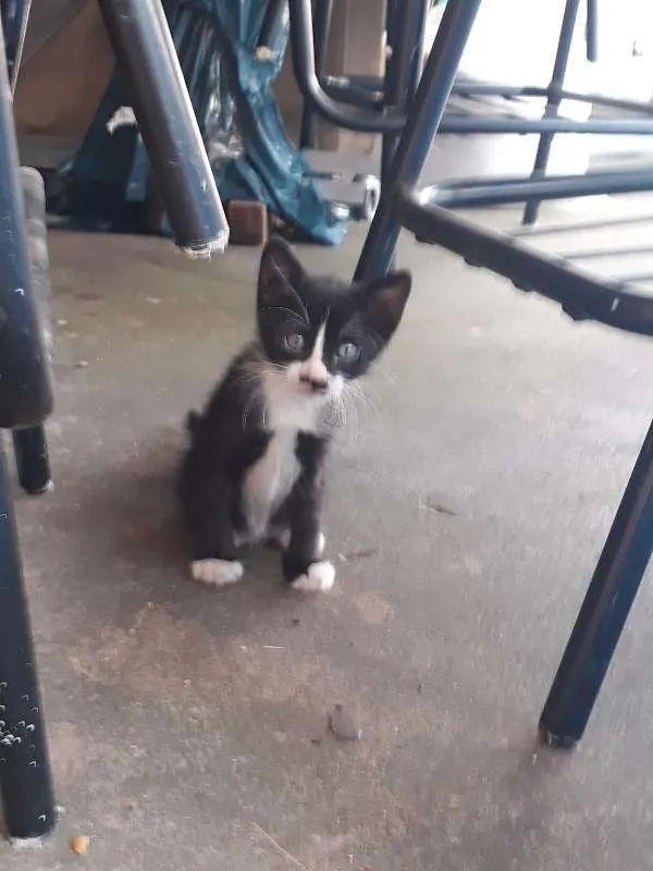 Gato raça Sem raça definida idade Abaixo de 2 meses nome Filhotes