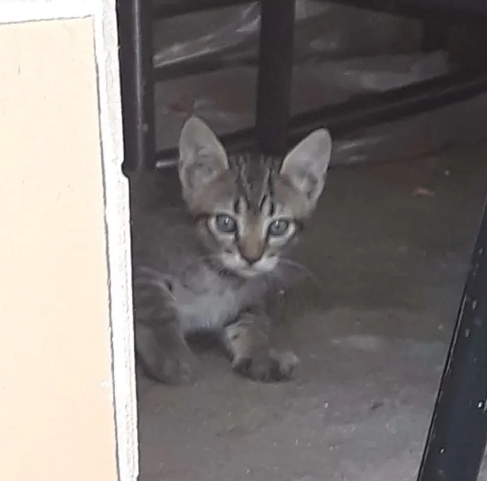 Gato raça Sem raça definida idade Abaixo de 2 meses nome Filhotes