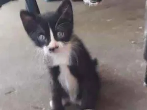 Gato raça Sem raça definida idade Abaixo de 2 meses nome Filhotes