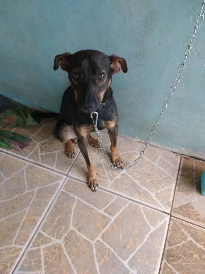 Cachorro raça Misturado idade 2 anos nome Tom