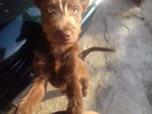 Cachorro raça Vira lata  idade 2 a 6 meses nome Billy