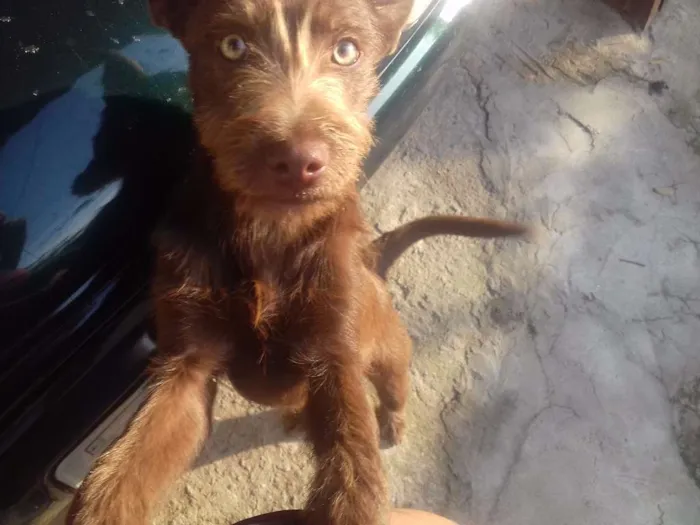 Cachorro ra a Vira lata idade 2 a 6 meses nome Billy