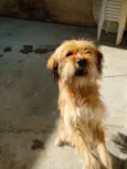 Laila