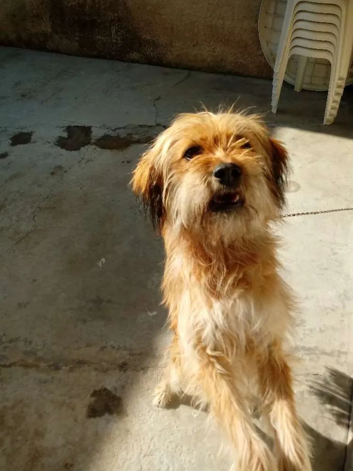 Cachorro raça Lhasa apso idade 7 a 11 meses nome Laila