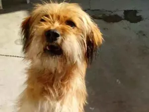 Cachorro raça Lhasa apso idade 7 a 11 meses nome Laila