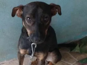 Cachorro raça Misturado idade 2 anos nome Tom
