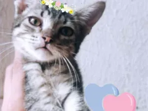Gato raça Srd idade 2 a 6 meses nome Bambiny