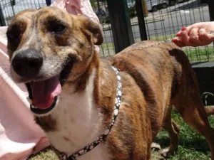 Cachorro raça SRD idade 2 anos nome Lolla