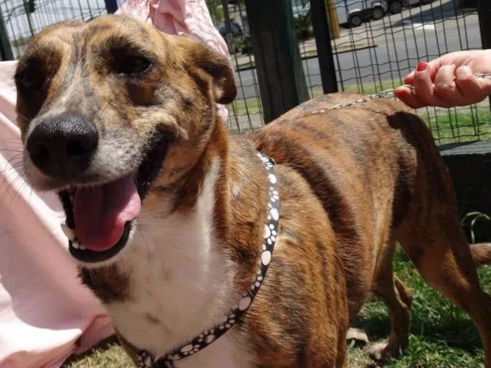 Cachorro ra a SRD idade 2 anos nome Lolla
