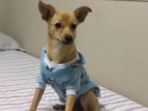 Cachorro raça srv idade 7 a 11 meses nome princesa