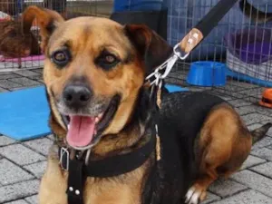 Cachorro raça SRD idade 2 anos nome Princesa