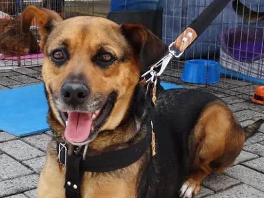 Cachorro ra a SRD idade 2 anos nome Princesa