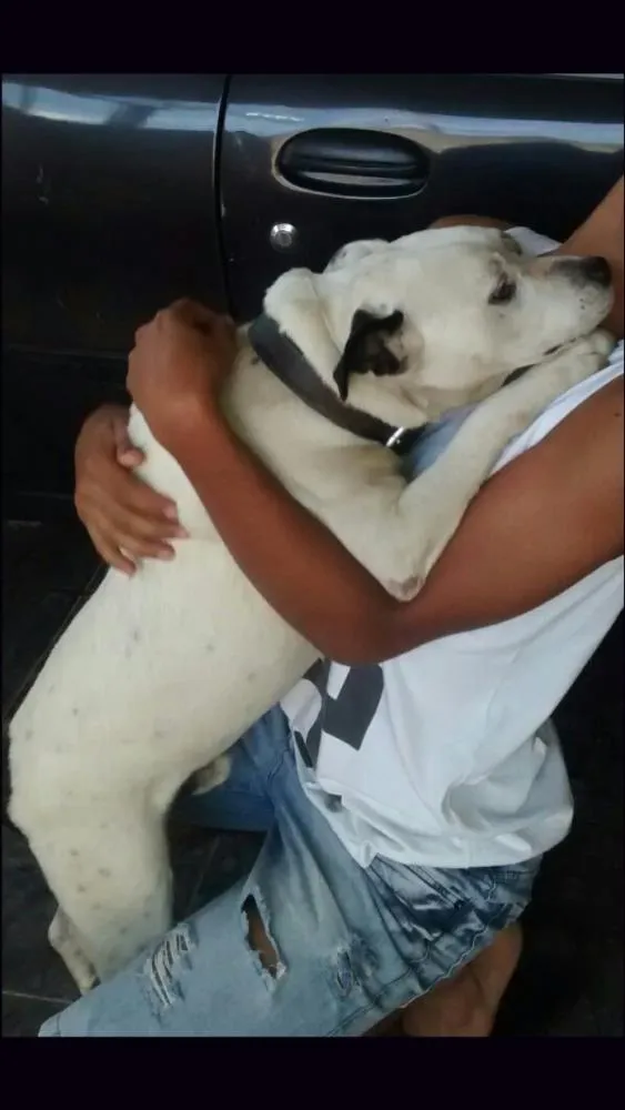 Cachorro ra a Pit Bull com Vira lata idade 6 ou mais anos nome Pirata