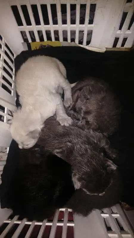 Gato ra a Não definido idade 3 anos nome Kiara