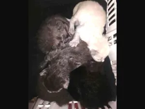 Gato raça Não definido idade 3 anos nome Kiara