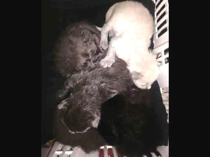 Gato ra a Não definido idade 3 anos nome Kiara