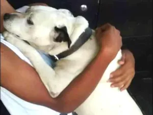Cachorro raça Pit Bull com Vira lata idade 6 ou mais anos nome Pirata