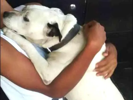 Cachorro ra a Pit Bull com Vira lata idade 6 ou mais anos nome Pirata
