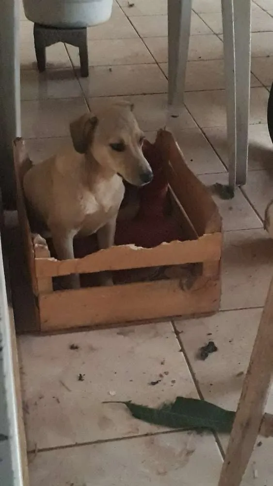 Cachorro ra a Vira lata misturado com labrad idade 2 a 6 meses nome Kiara