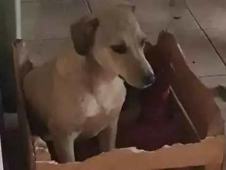 Cachorro ra a Vira lata misturado com labrad idade 2 a 6 meses nome Kiara