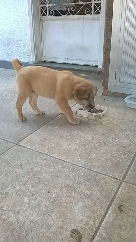 Cachorro ra a  idade 2 a 6 meses nome filhote