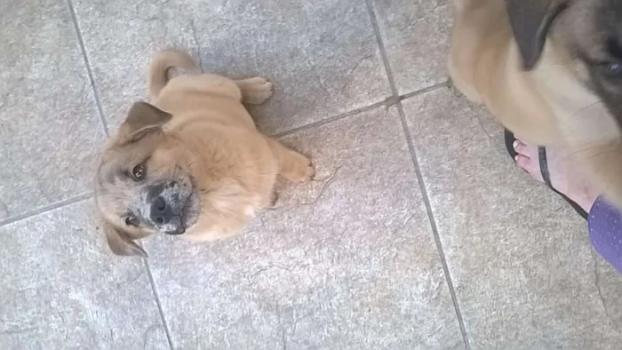 Cachorro ra a  idade 2 a 6 meses nome filhote