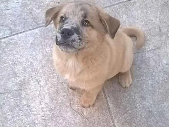 Cachorro ra a  idade 2 a 6 meses nome filhote