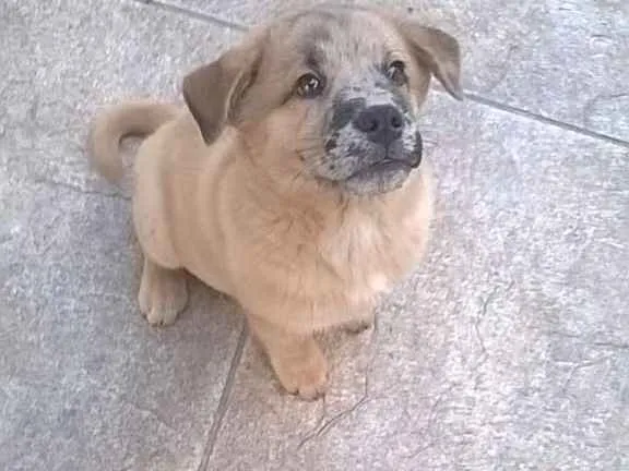 Cachorro ra a  idade 2 a 6 meses nome filhote