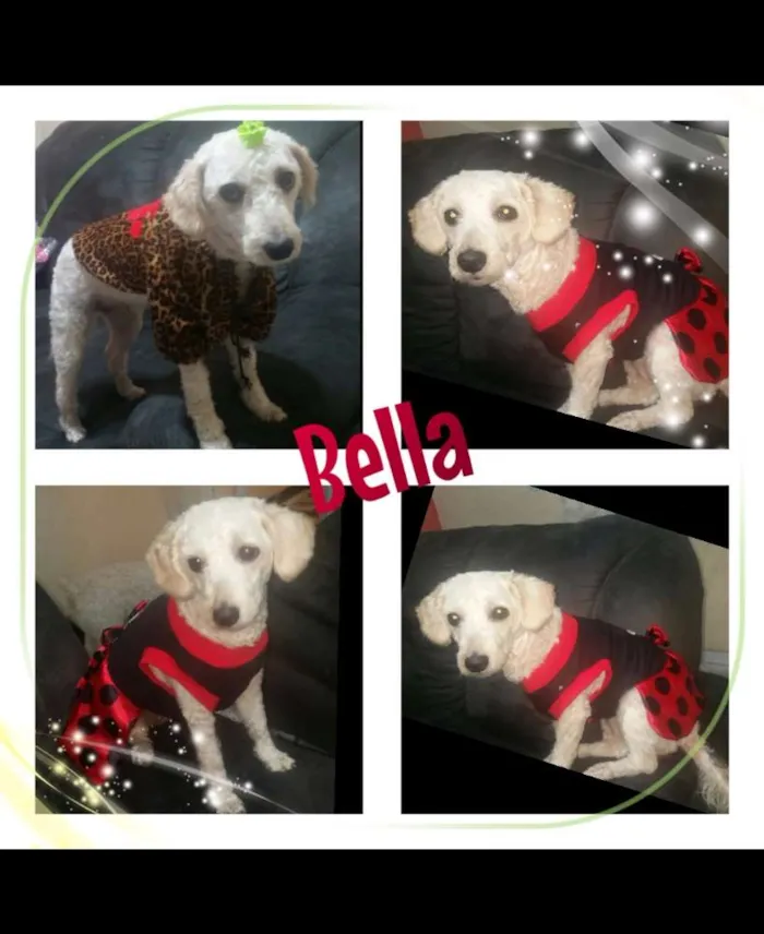 Cachorro ra a Poodle idade 3 anos nome Bella