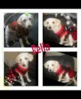Bella