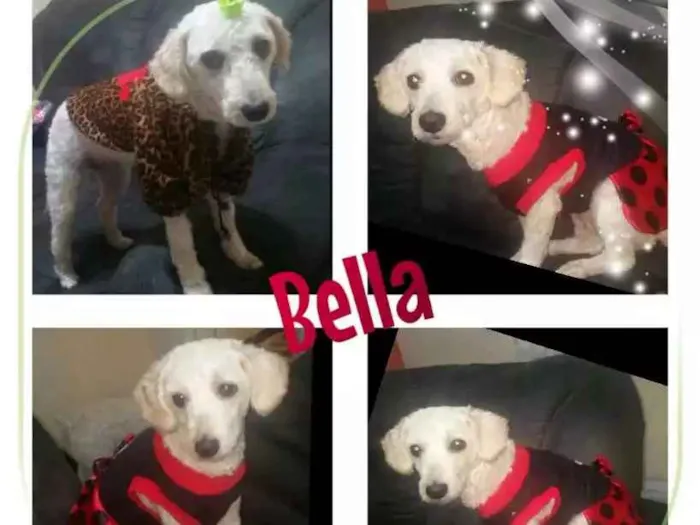 Cachorro ra a Poodle idade 3 anos nome Bella