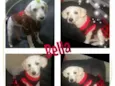 Bella
