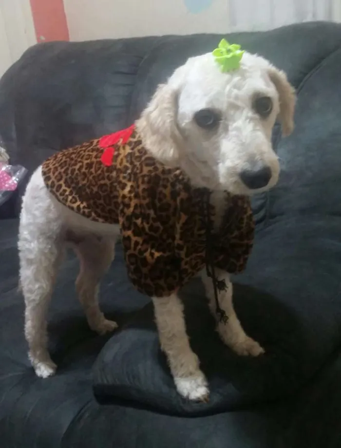 Cachorro ra a Poodle idade 3 anos nome Bella