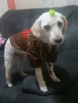Bella