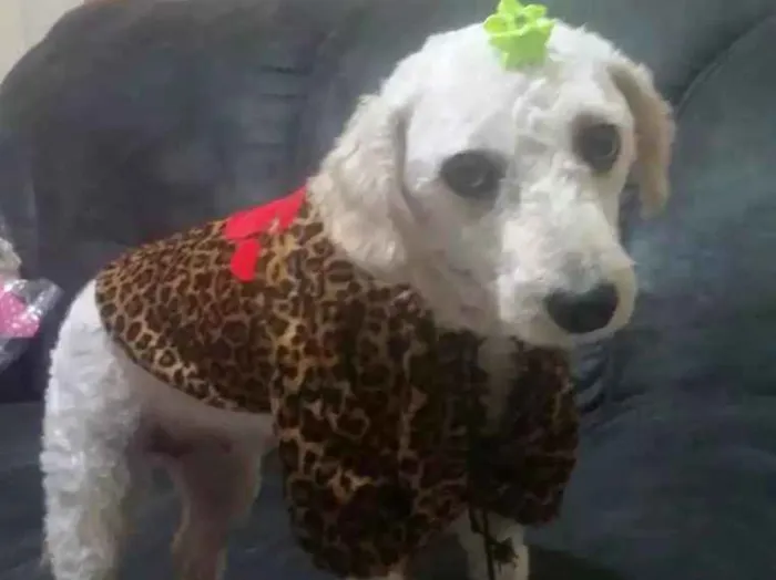 Cachorro ra a Poodle idade 3 anos nome Bella