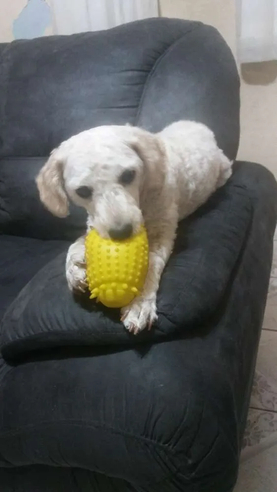 Cachorro ra a Poodle idade 3 anos nome Bella