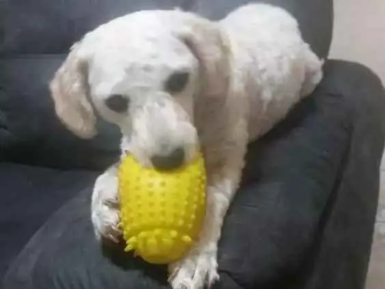 Cachorro ra a Poodle idade 3 anos nome Bella