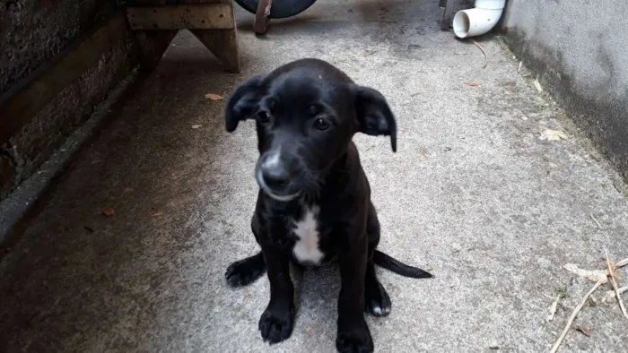 Cachorro raça Vira-lata  idade 2 a 6 meses nome Sem nomes 