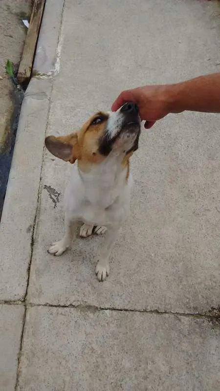 Cachorro ra a SRD idade 2 anos nome lindo