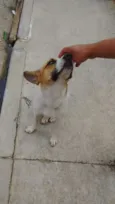 lindo