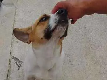 Cachorro ra a SRD idade 2 anos nome lindo