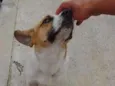 lindo