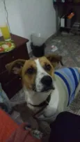 lindo