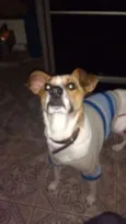 lindo