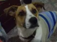 lindo