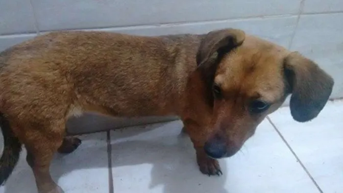 Cachorro ra a SRD c/ Dachshund (salsicha) idade 2 a 6 meses nome S/N