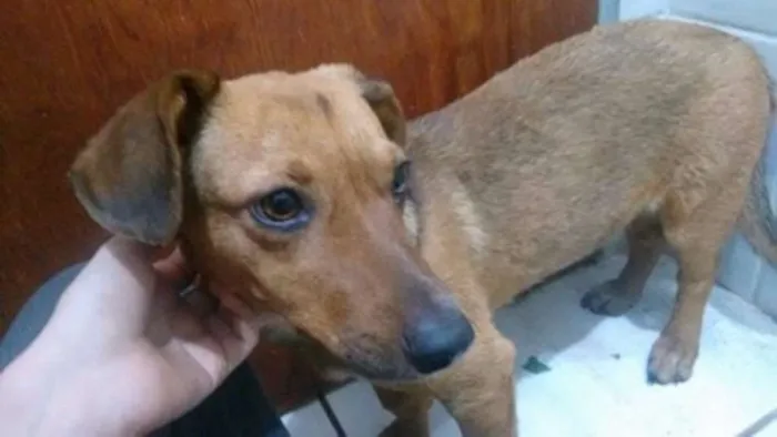 Cachorro ra a SRD c/ Dachshund (salsicha) idade 2 a 6 meses nome S/N