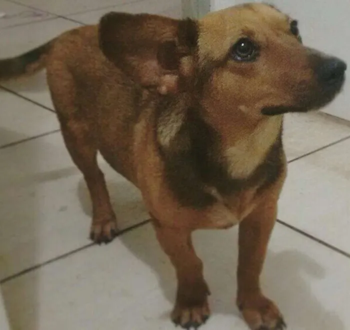 Cachorro ra a SRD c/ Dachshund (salsicha) idade 2 a 6 meses nome S/N