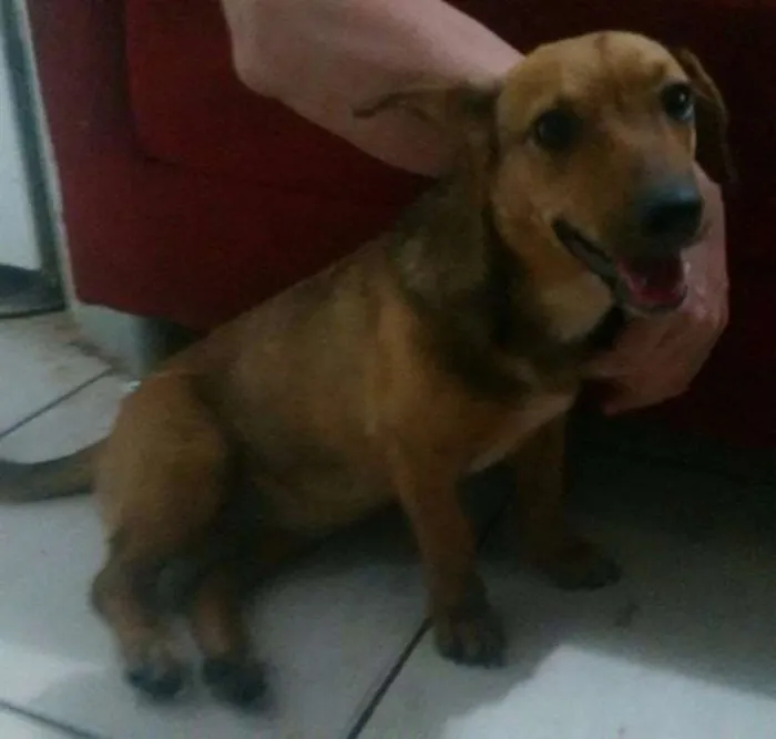 Cachorro ra a SRD c/ Dachshund (salsicha) idade 2 a 6 meses nome S/N